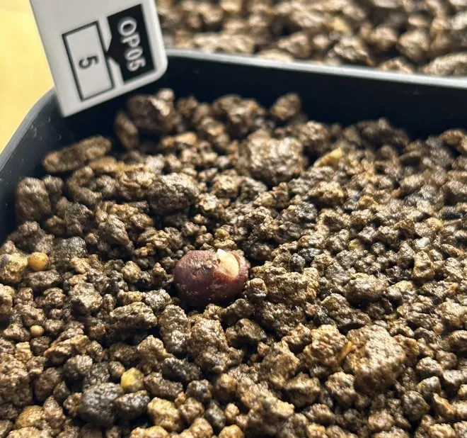 Operculicarya sp (オペルクリカリア)