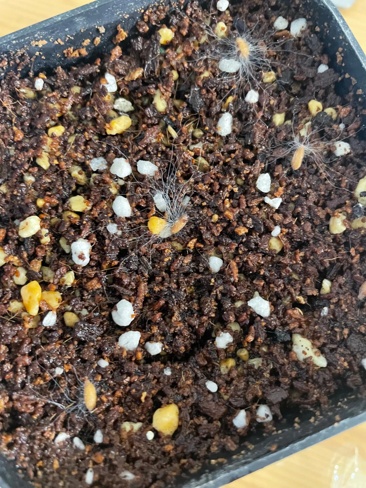 Pachypodium bispinosum (パキポディウム ビスピノーサム)