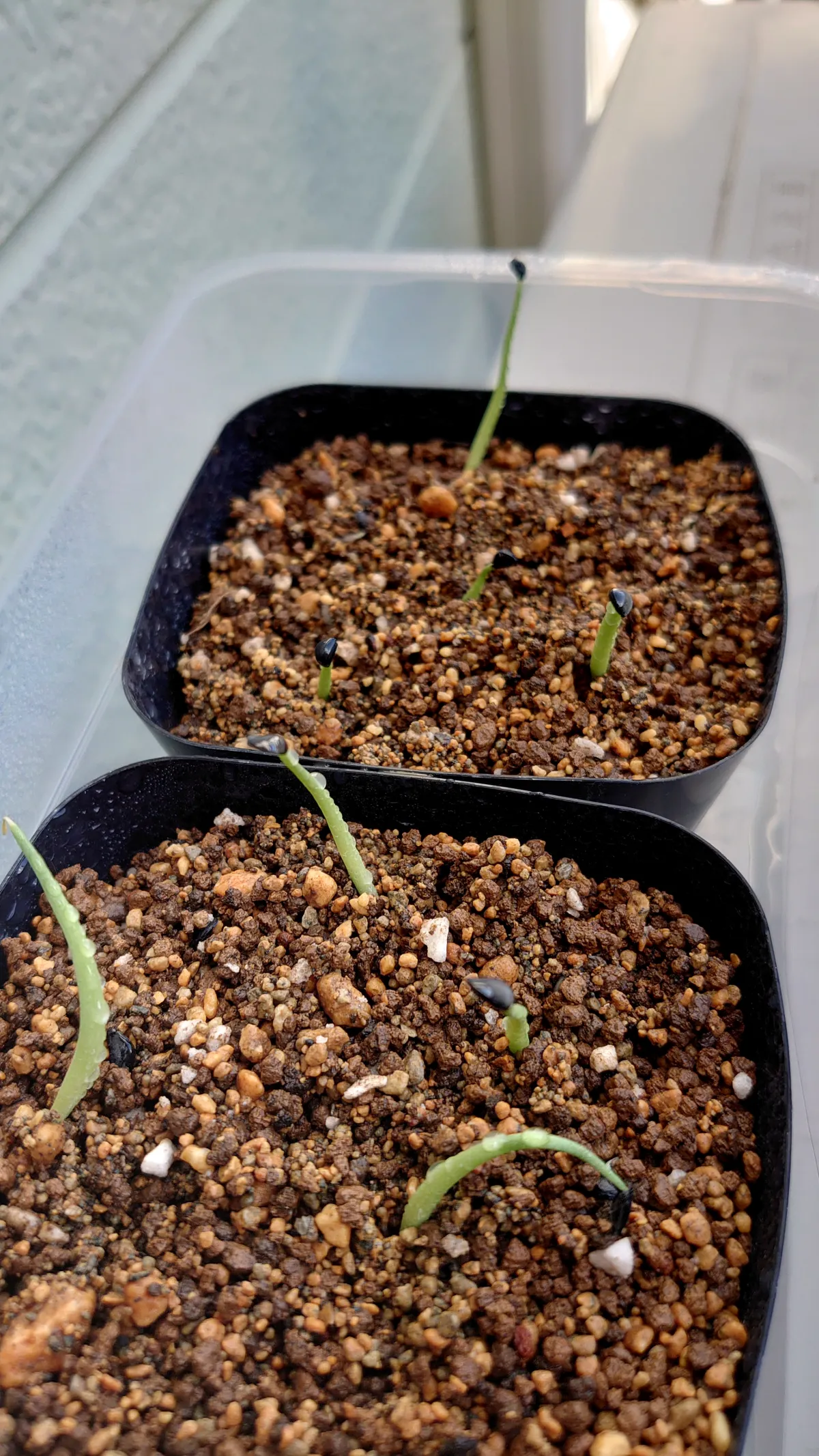 Agave deserti var. pringlei (アガベ プリングレイ)