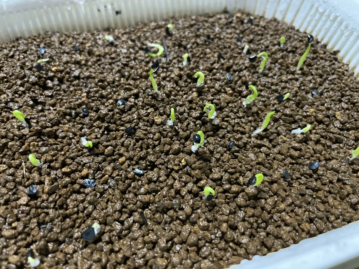 Agave oteroi (アガベ オテロイ)