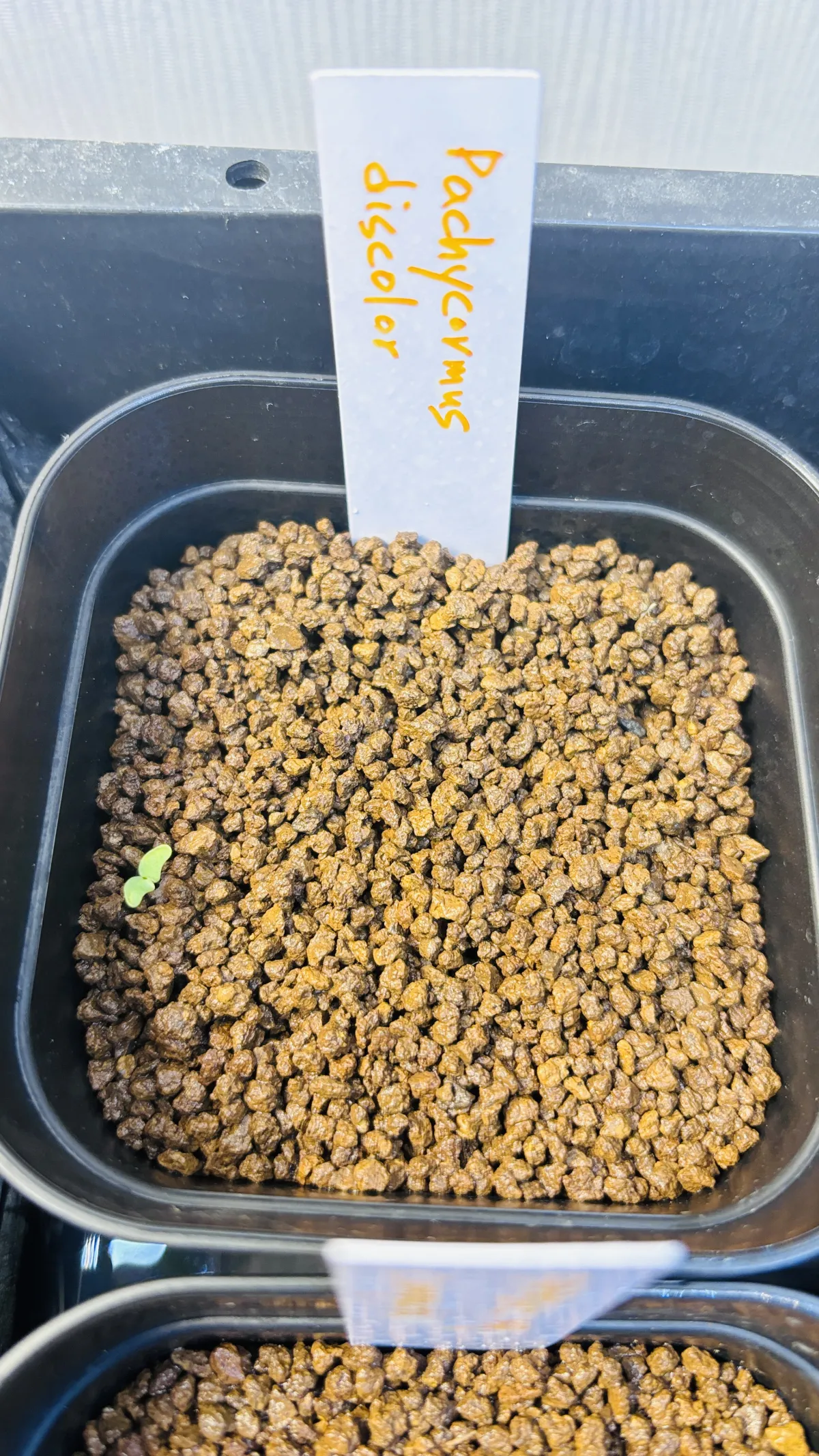 Pachycormus discolor (パキコルムス ディスカラー)