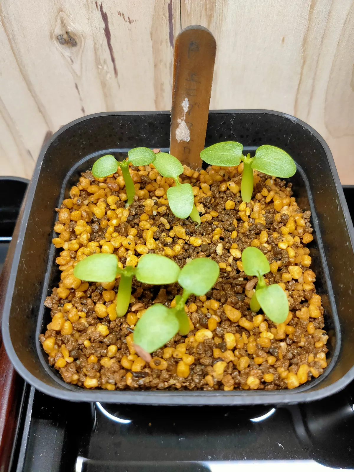 Pachypodium enigmaticum (パキポディウム エニグマチカム)