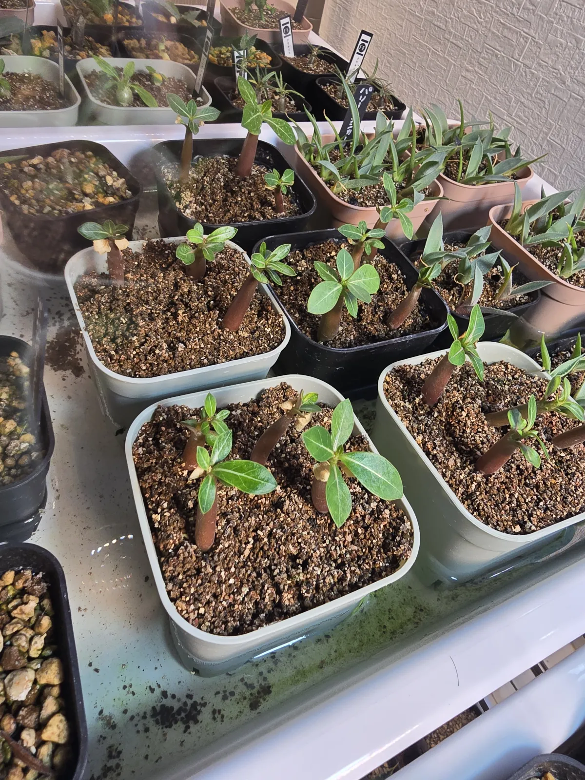 Adenium arabicum 'BlackSkin' or 'Black Stem' (アデニウム アラビカムブラック)