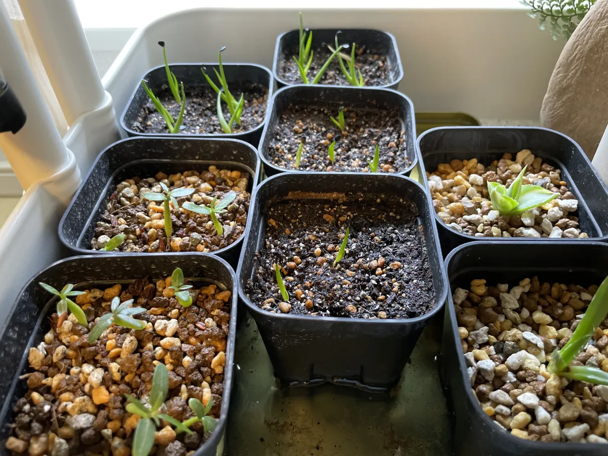 Agave triangularis (アガベ トライアンギュラリス)