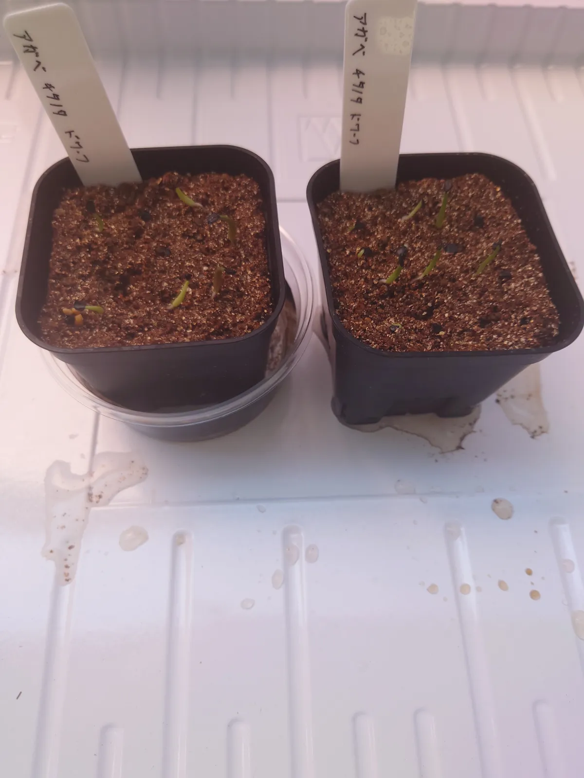 Agave titanota (アガベ チタノタ ドワーフ)