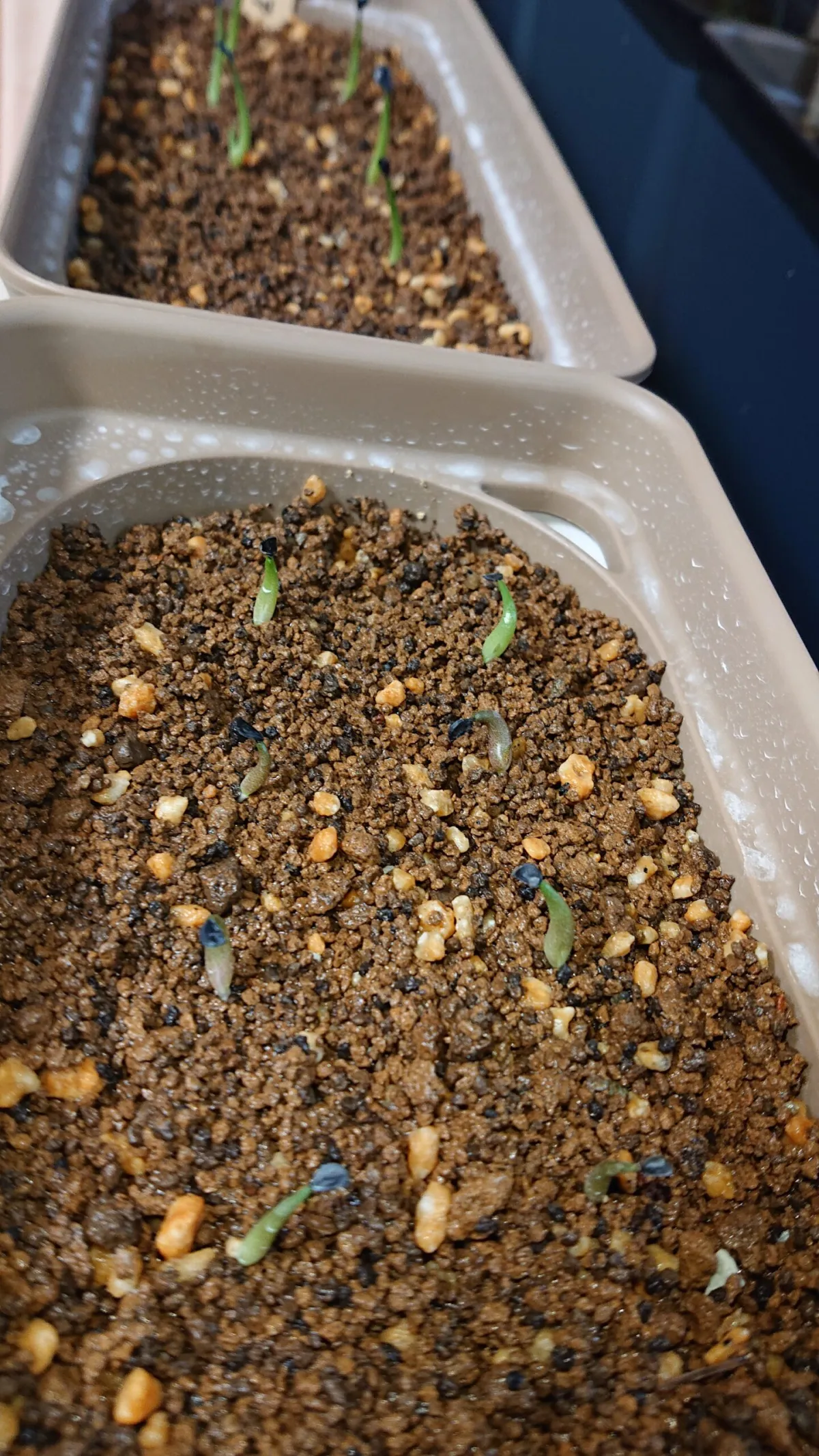 Agave titanota 'Blue' (アガベ チタノタブルー)