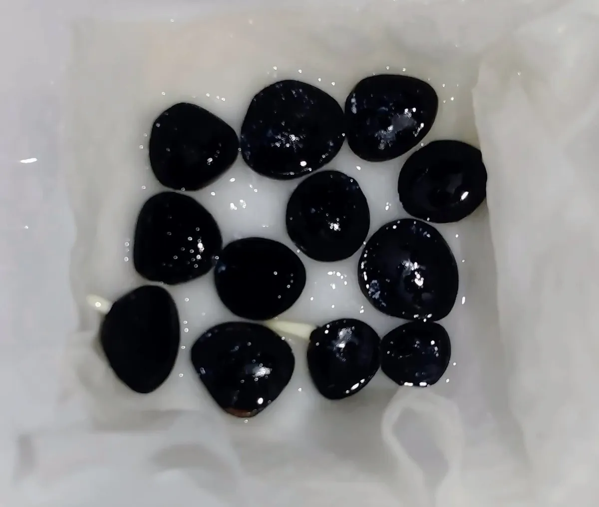 Yucca brevifolia var. jaegeriana (ユッカ ブレビフォリア イエーガリアナ)