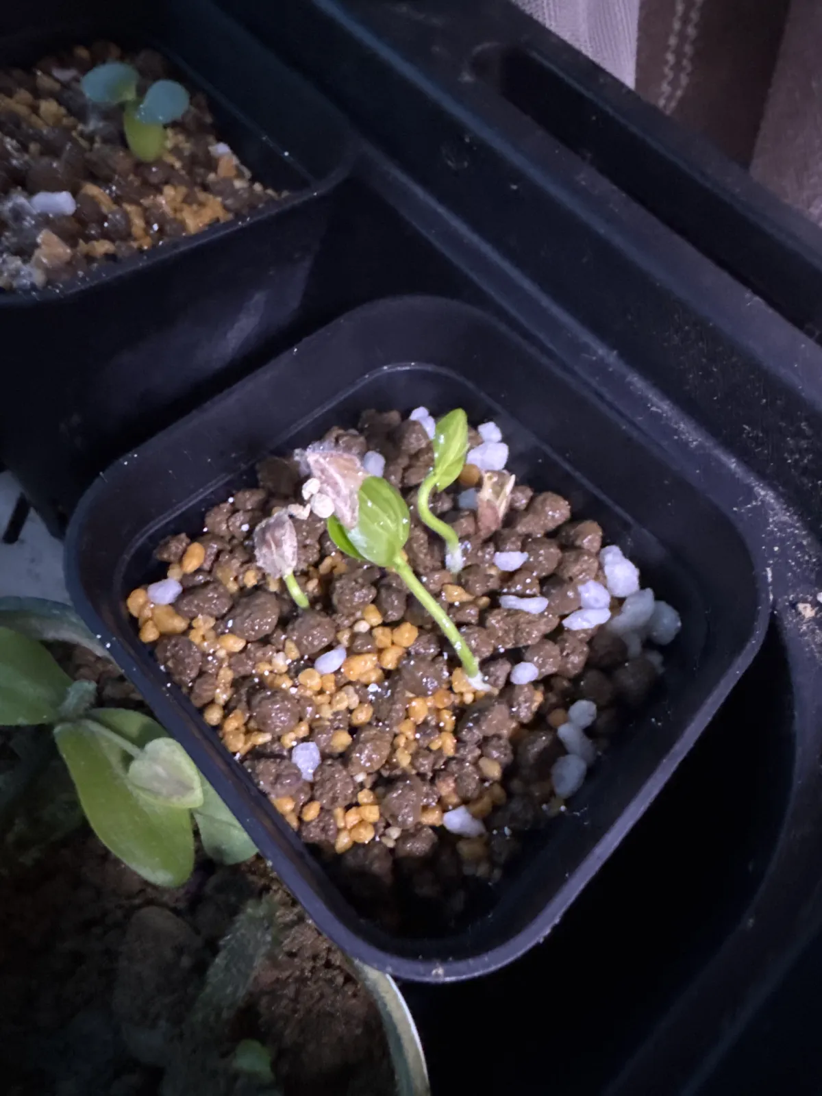 Dovyalis caffra (ドビアリス カフラ)