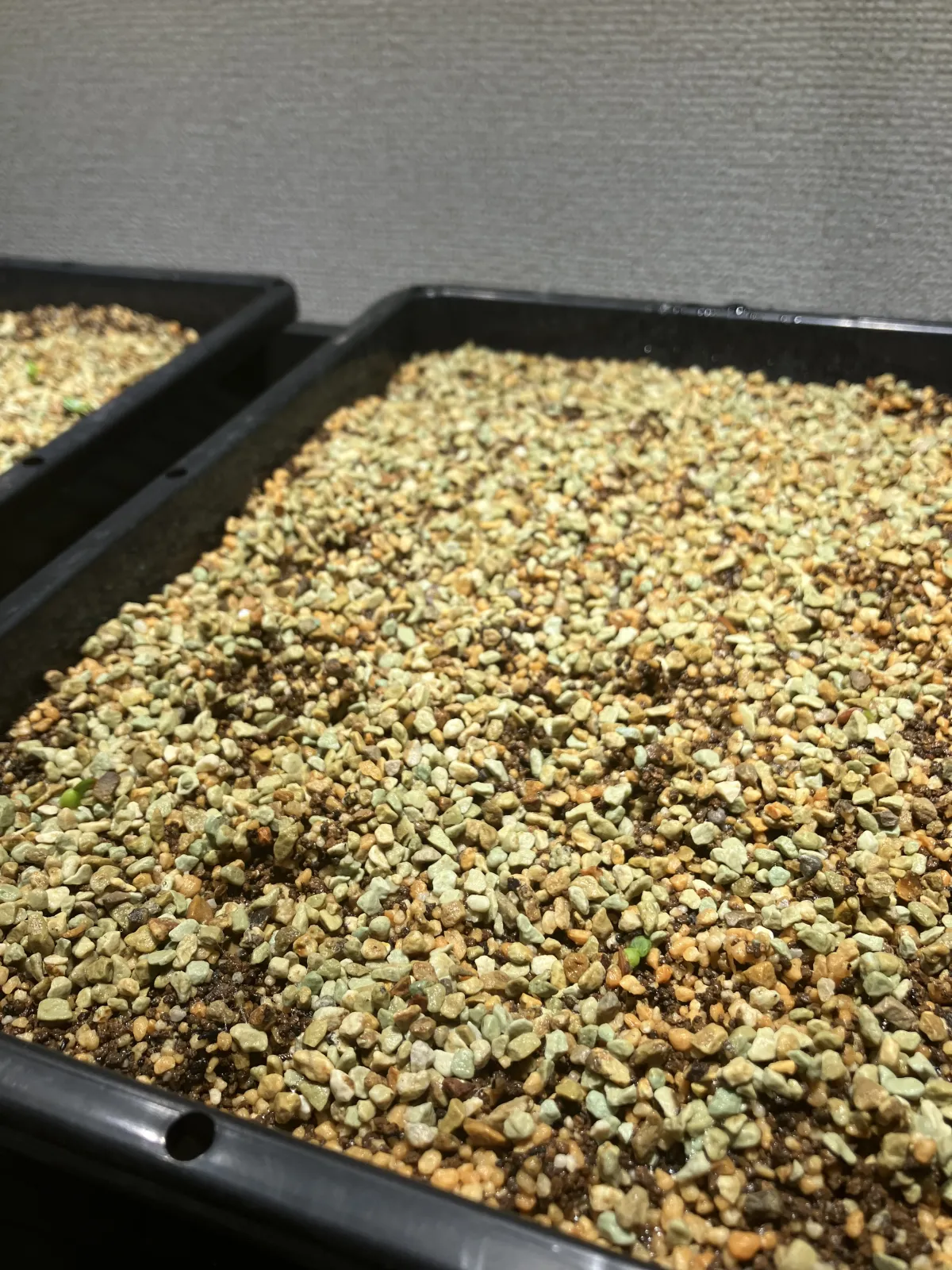 Pachypodium brevicaule subsp. leucoxanthum (パキポディウム レウコキサンツム)