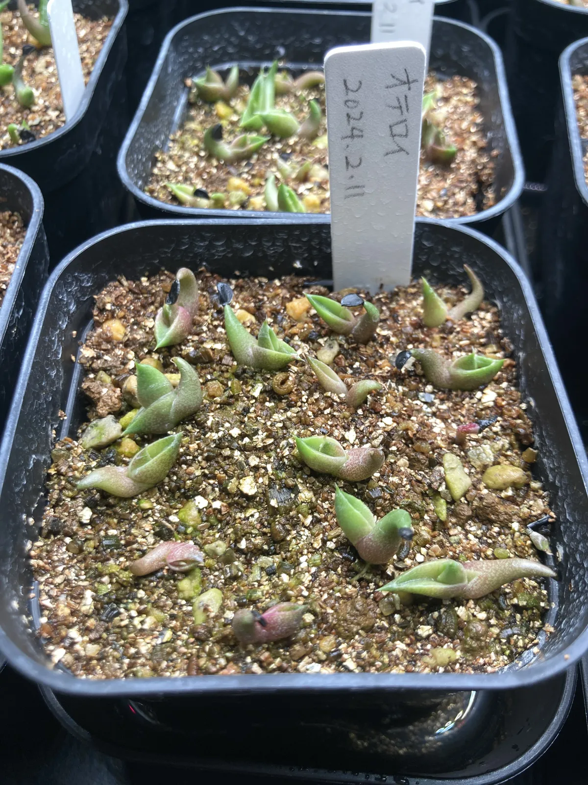 Agave oteroi (アガベ オテロイ)