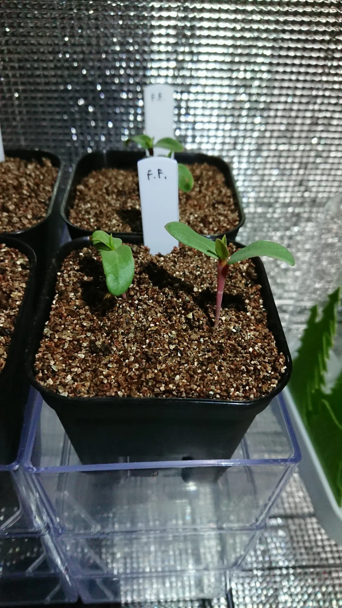 Fouquieria formosa (フォークイエリア フォルモサ)