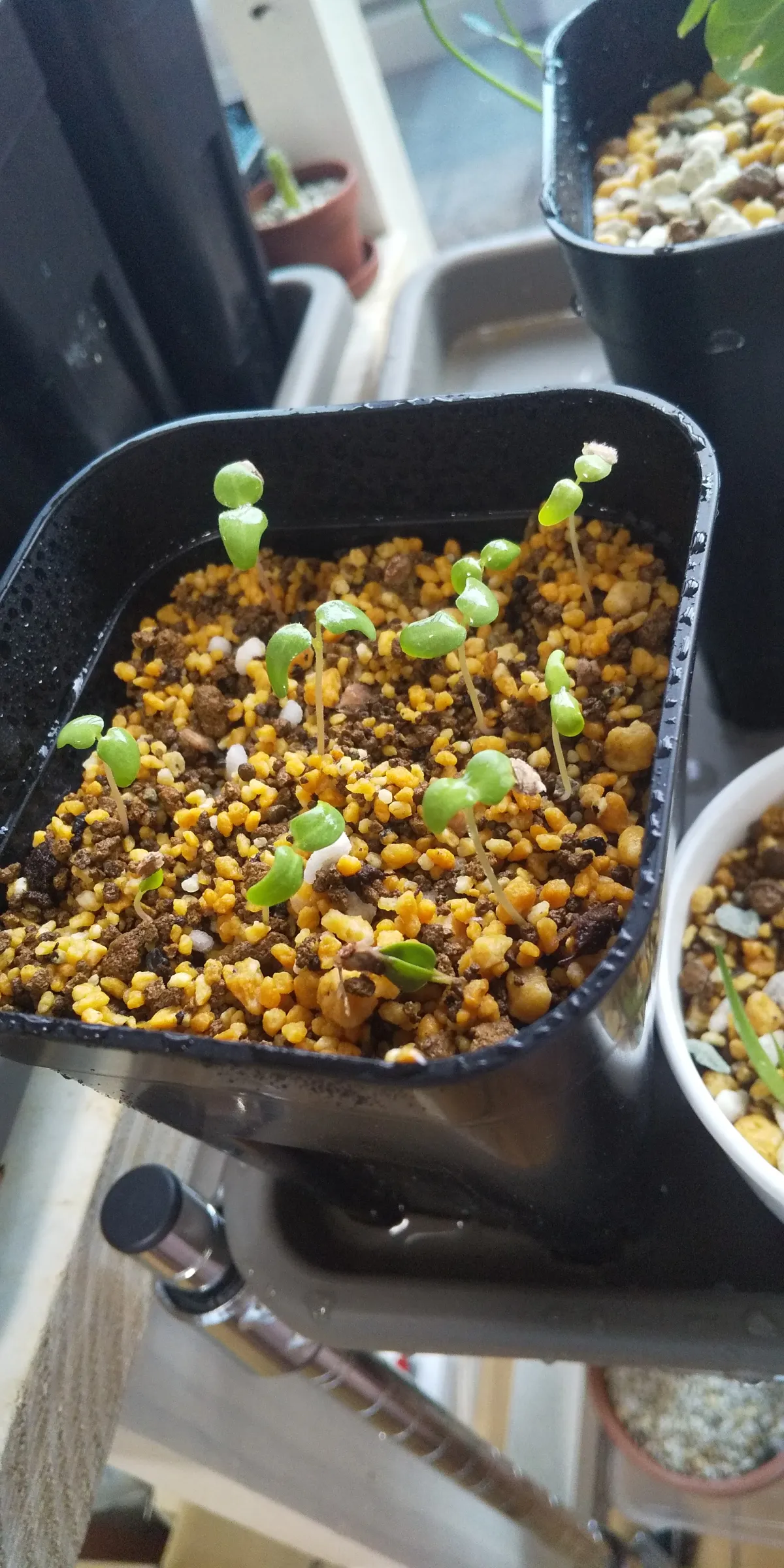 Pachycormus discolor (パキコルムス ディスカラー)