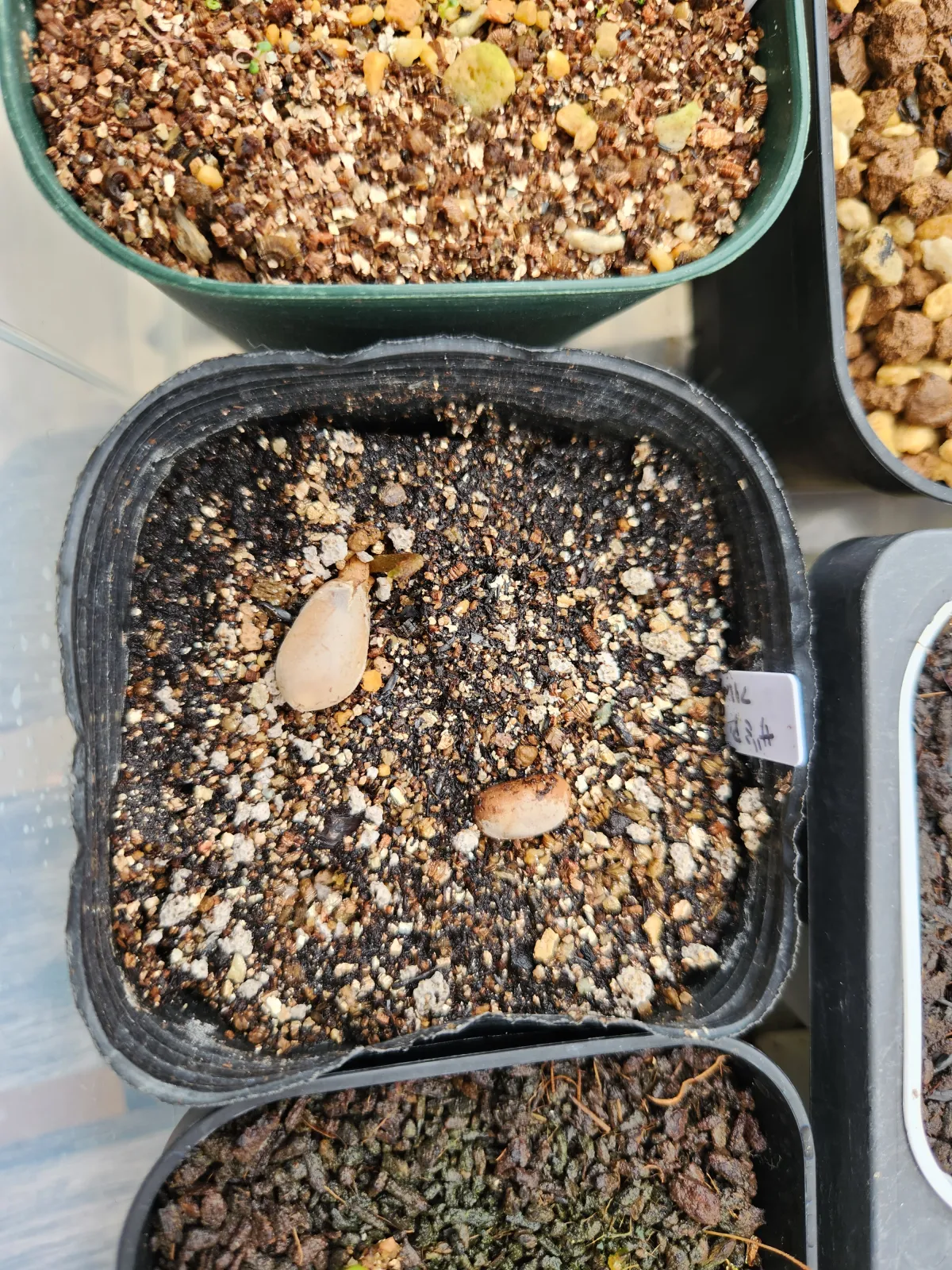 Zamia furfuracea (ザミア フルフラケア（メキシコザミア）)