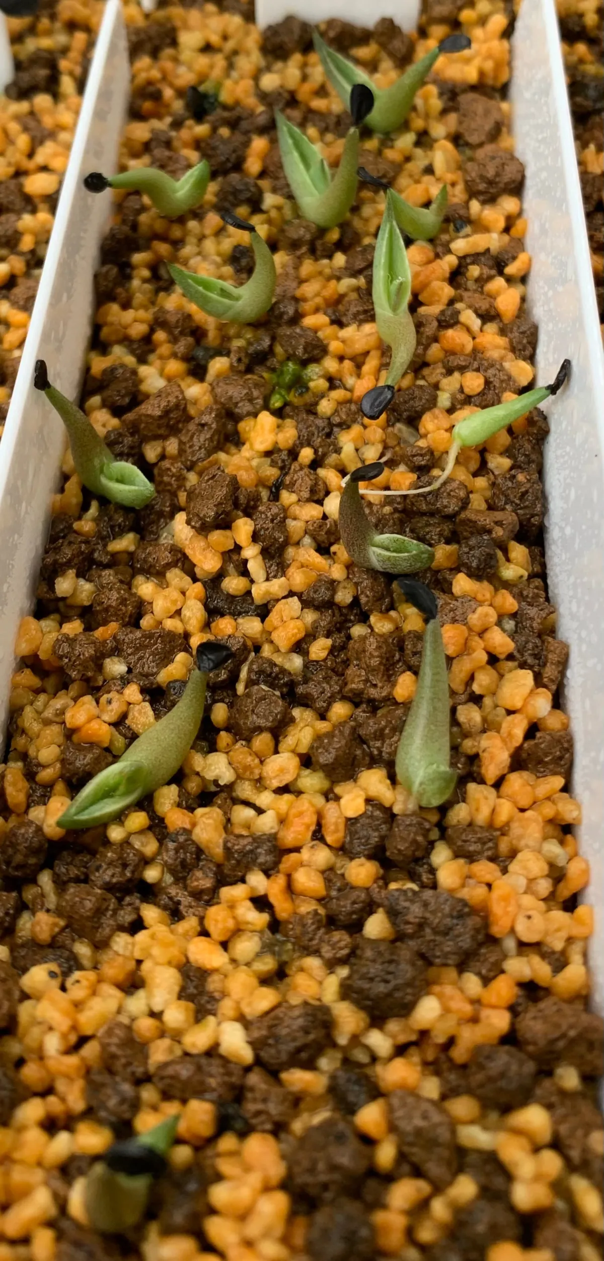 Agave victoriae-reginae (アガベ ビクトリアレジーナエ 笹の雪)