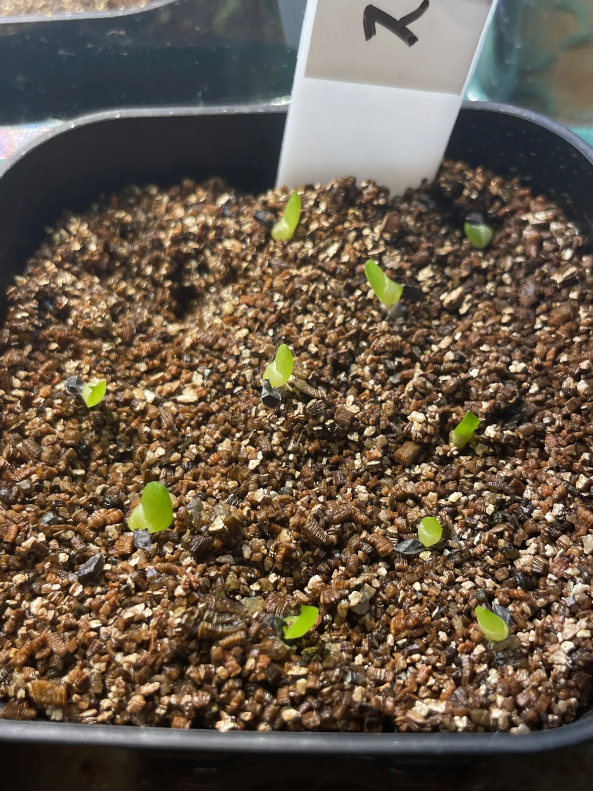 Aloe suprafoliata (アロエ スプラフォリアータ)