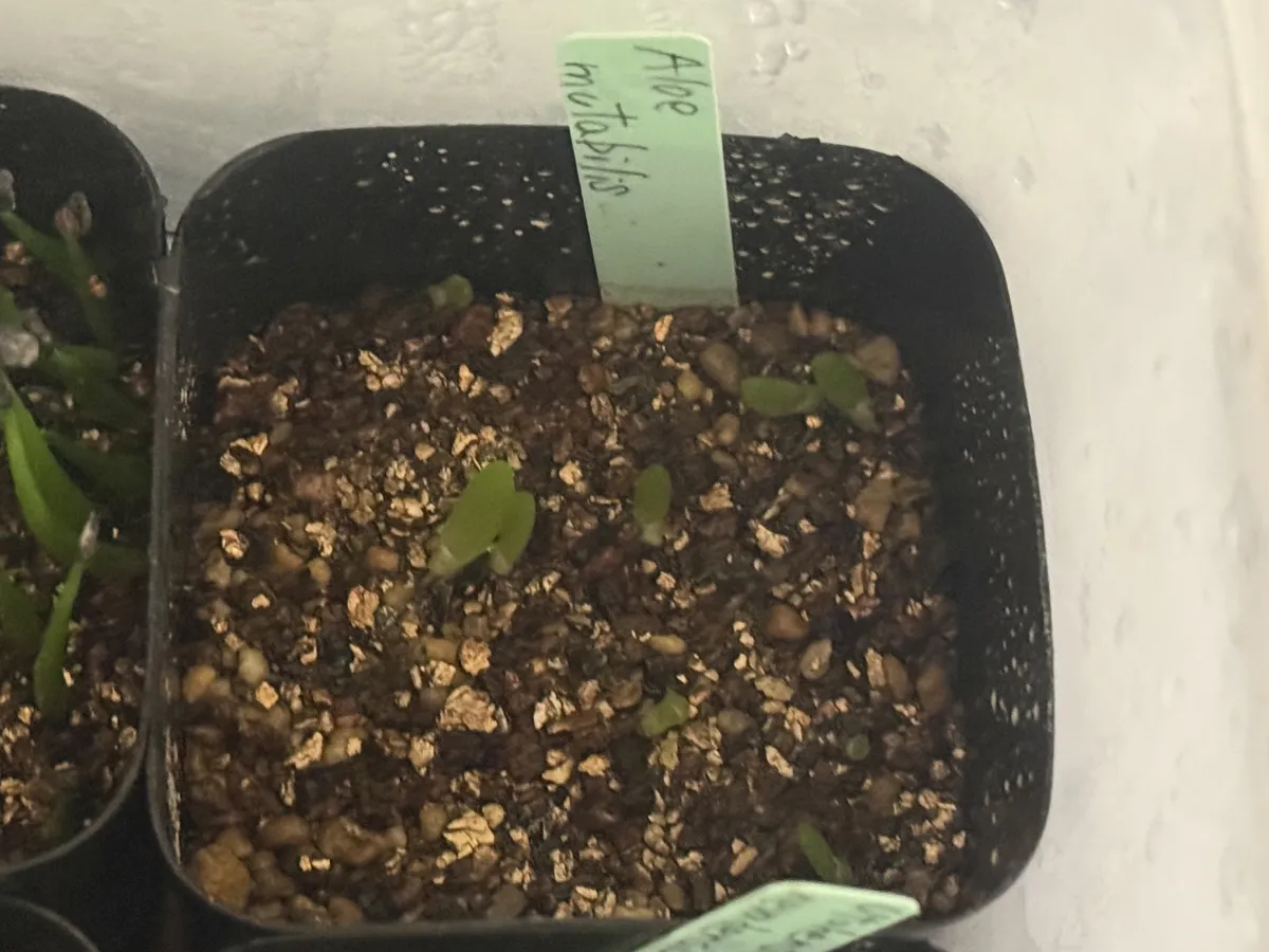 Aloe mutabilis (アロエ ミュータビリス)