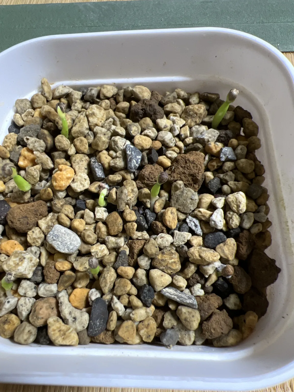 Euphorbia ferox (ユーフォルビア フェロックス)