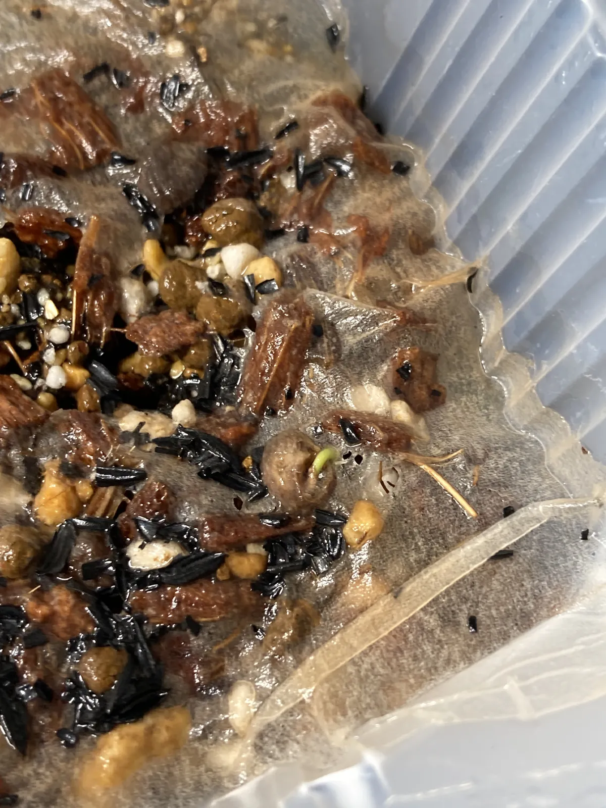 [無料種子] オペルクリカリア 蓋開け練習用 Operculicarya