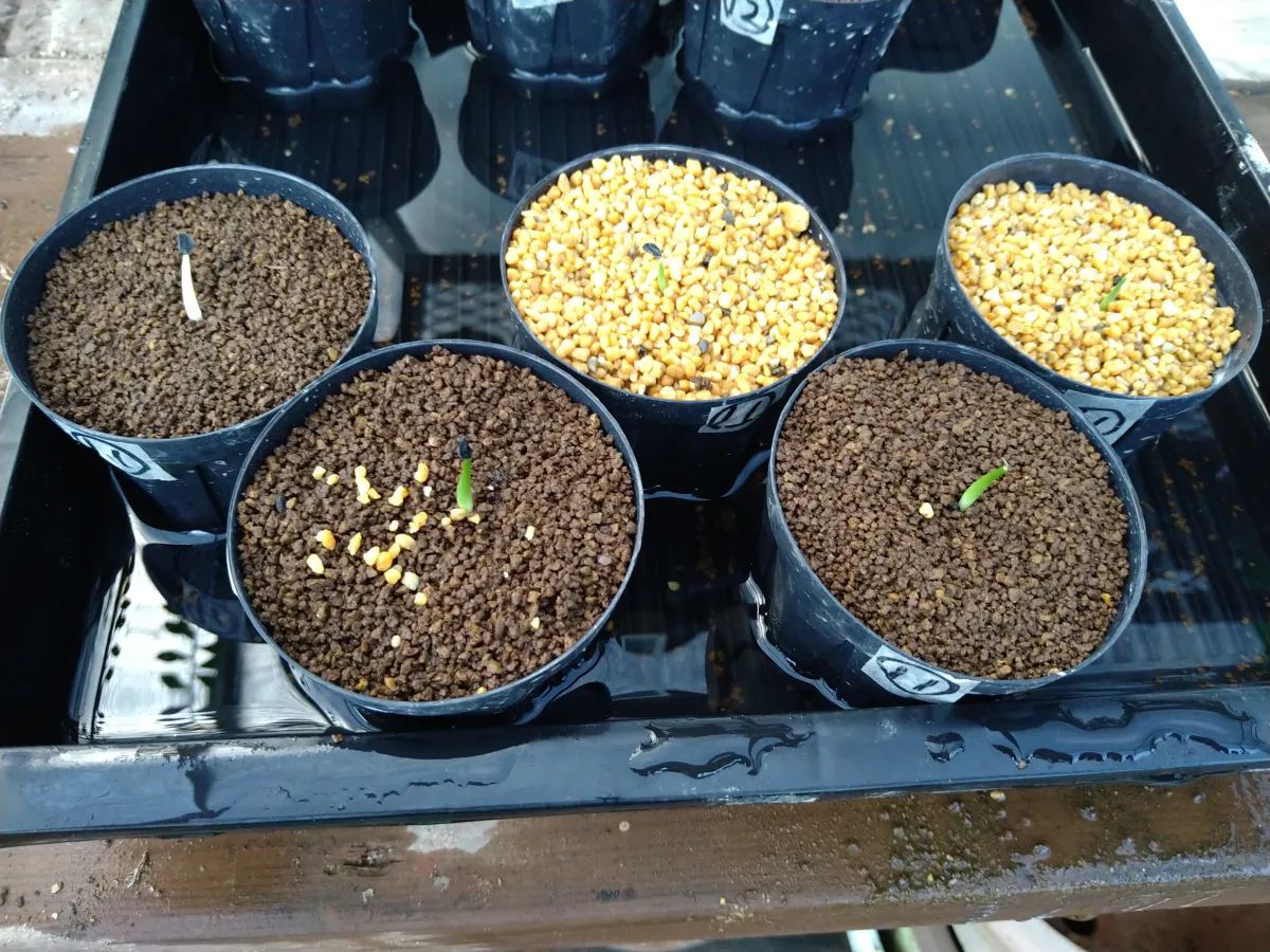 Agave ghiesbreghtii (アガベ ジェスブレイティ)