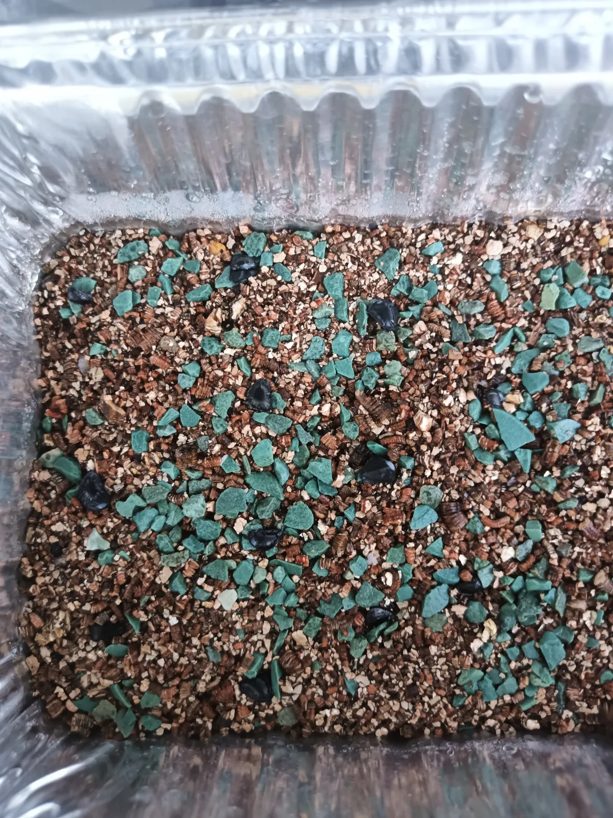 Agave gypsophila (アガベ ジプソフィラ)