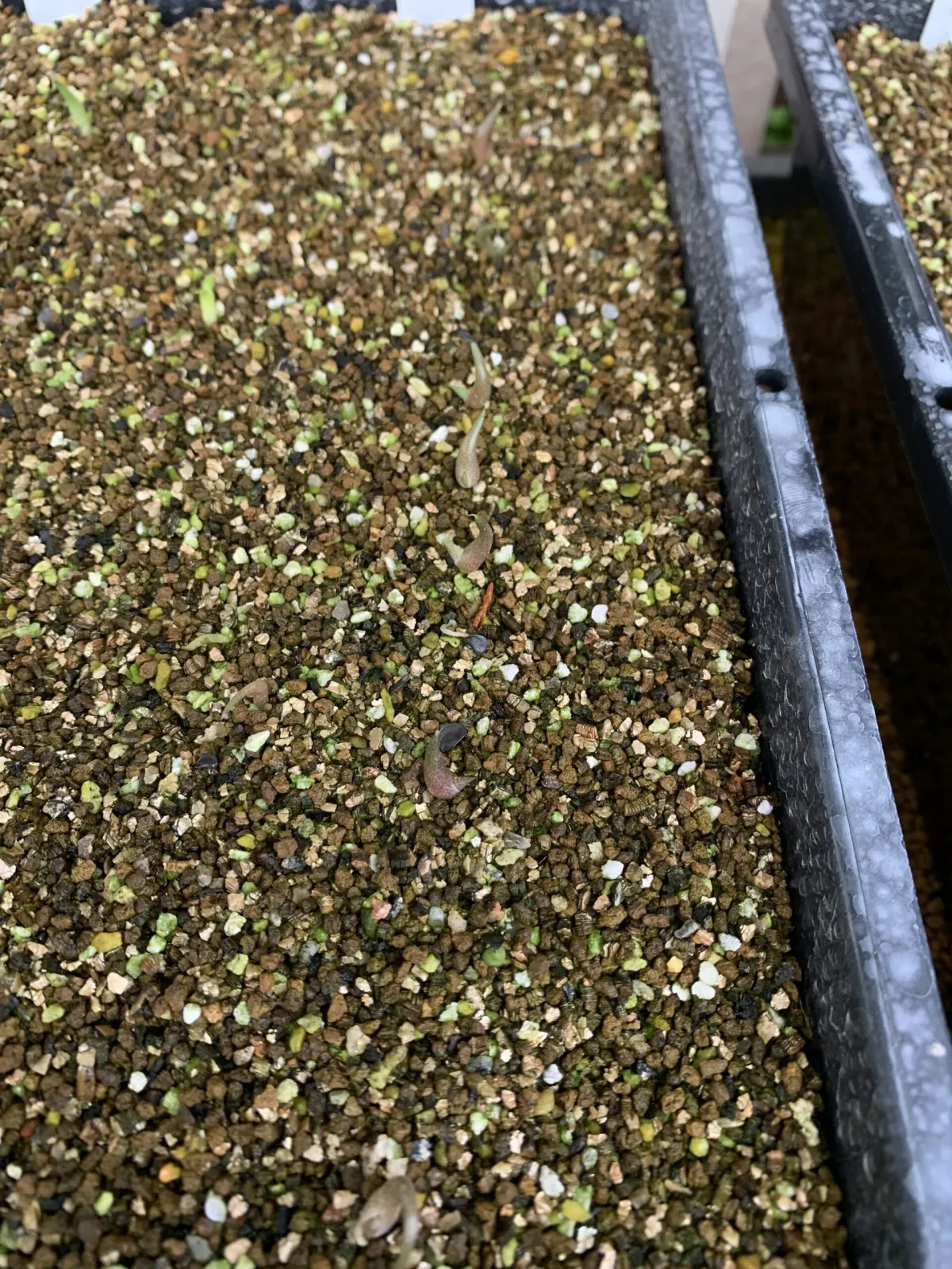 Agave oteroi (アガベ オテロイ)