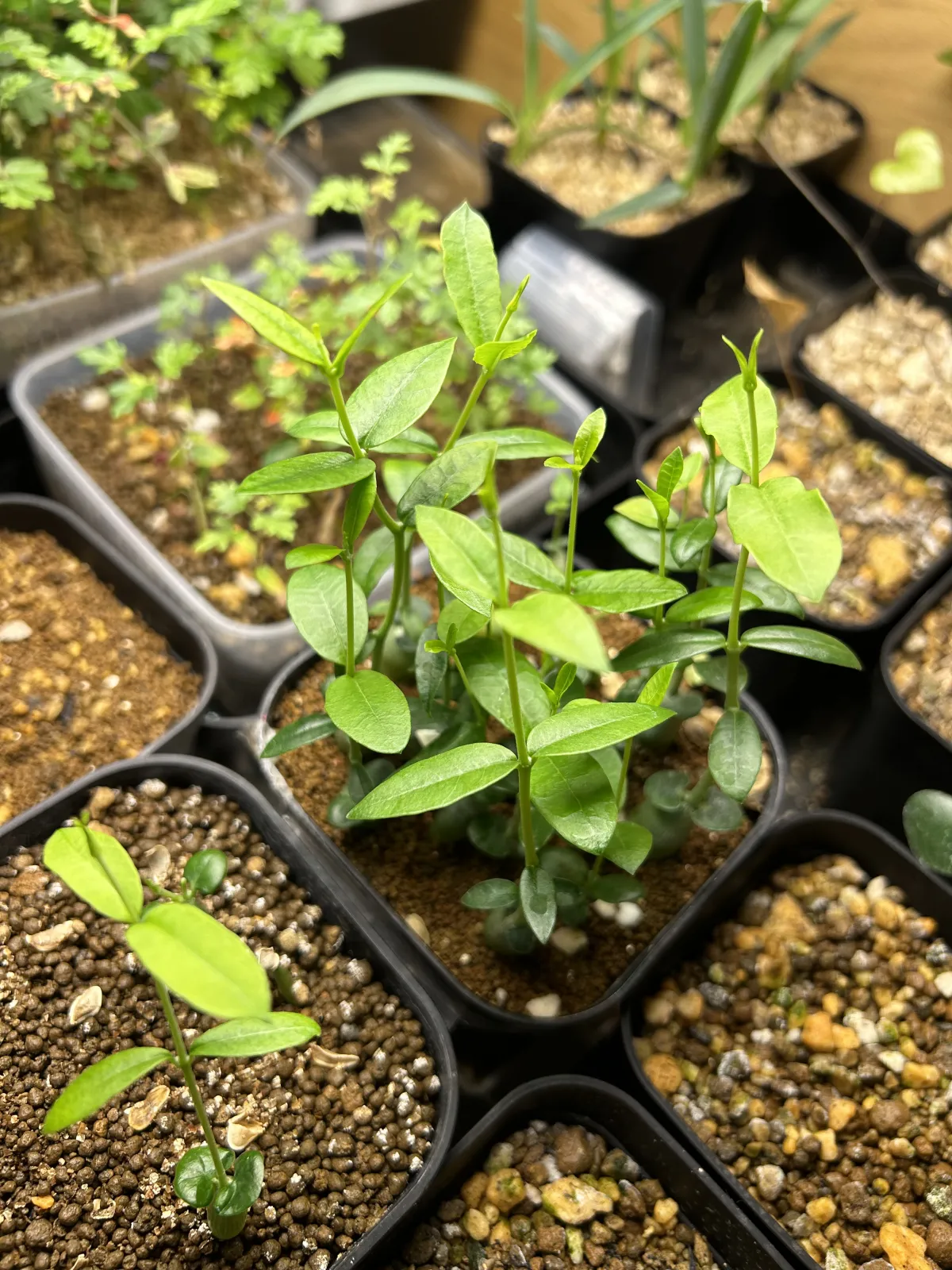 Fockea edulis (フォッケア 火星人)