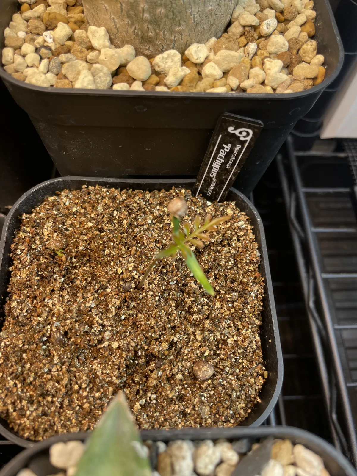 Operculicarya pachypus (オペルクリカリア パキプス)