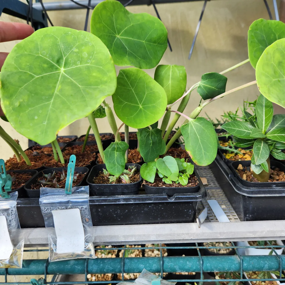 Jatropha podagrica yellow (ヤトロファ ポダグリカ イエロー 'サンゴ油桐')