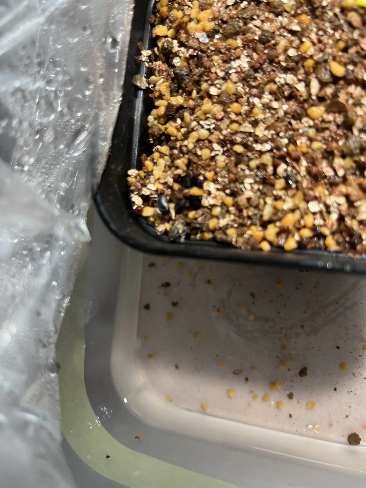 Agave horrida 'Chocolate Thorn' (アガベ ホリダ チョコレートソーン)