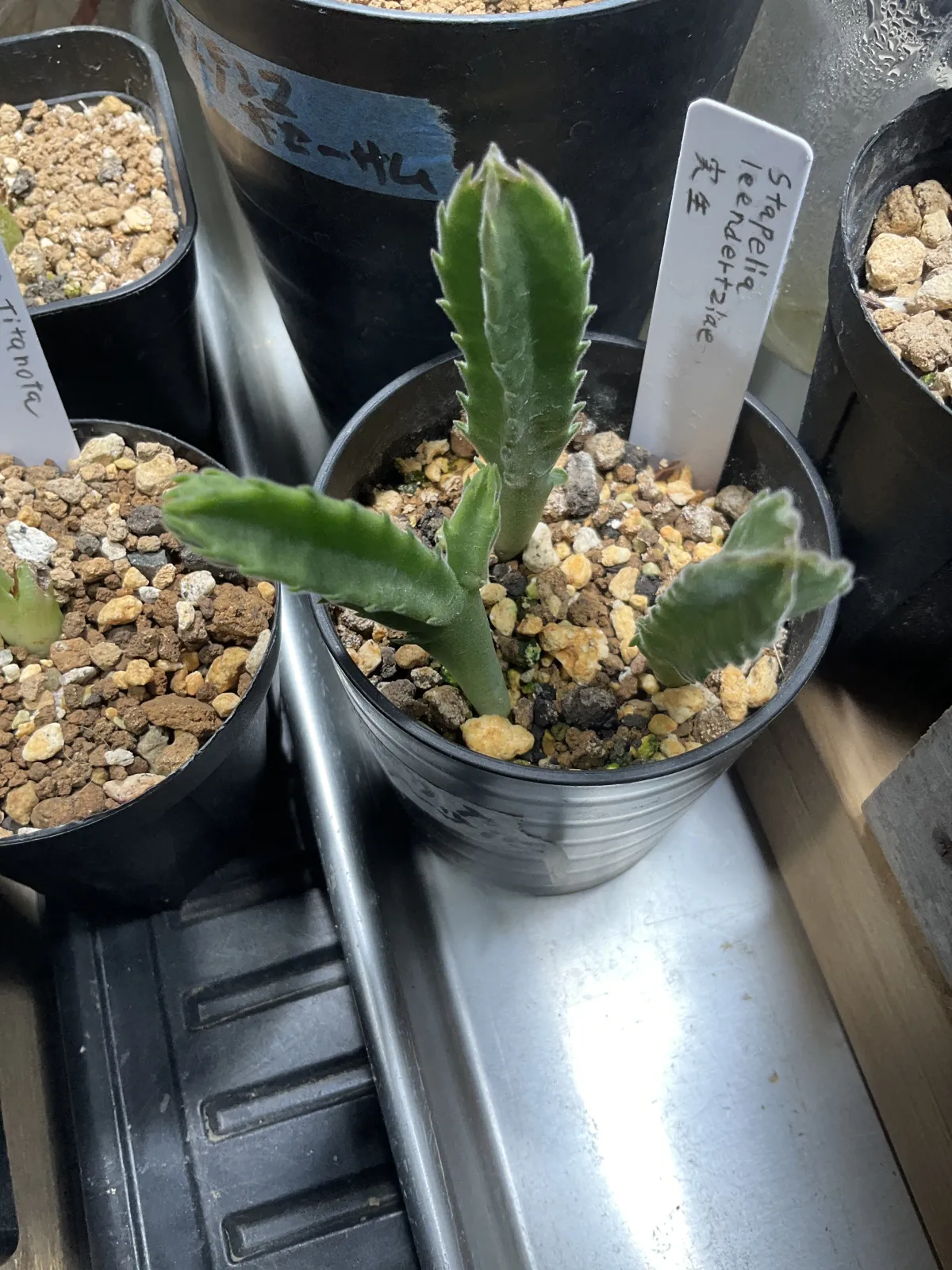 Stapelia leendertziae (スタペリア リーンデルジアエ)