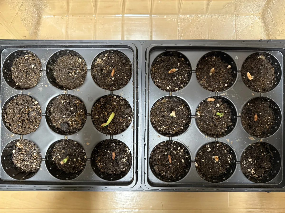 Adenium arabicum Black Giant (アデニウム アラビカム ブラックジャイアント)