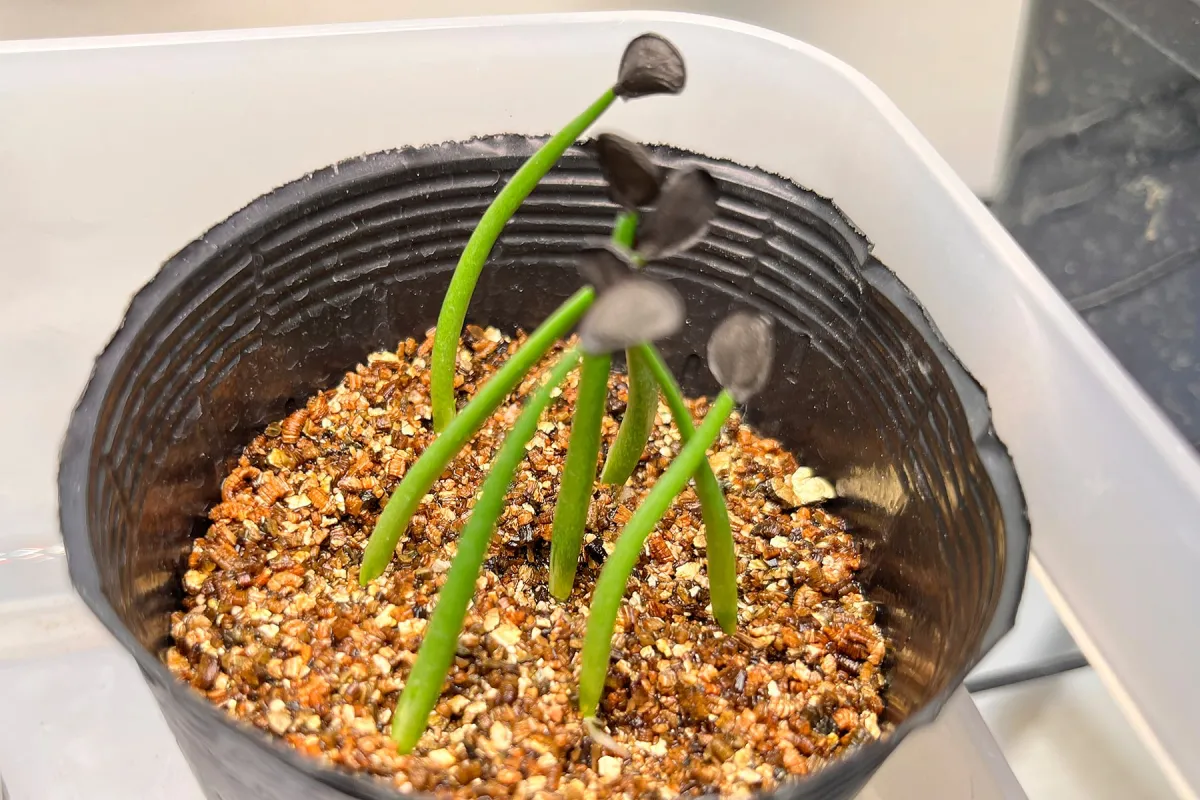 Agave shrevei ssp. matapensis (アガベ シュリベイマタペンシス)