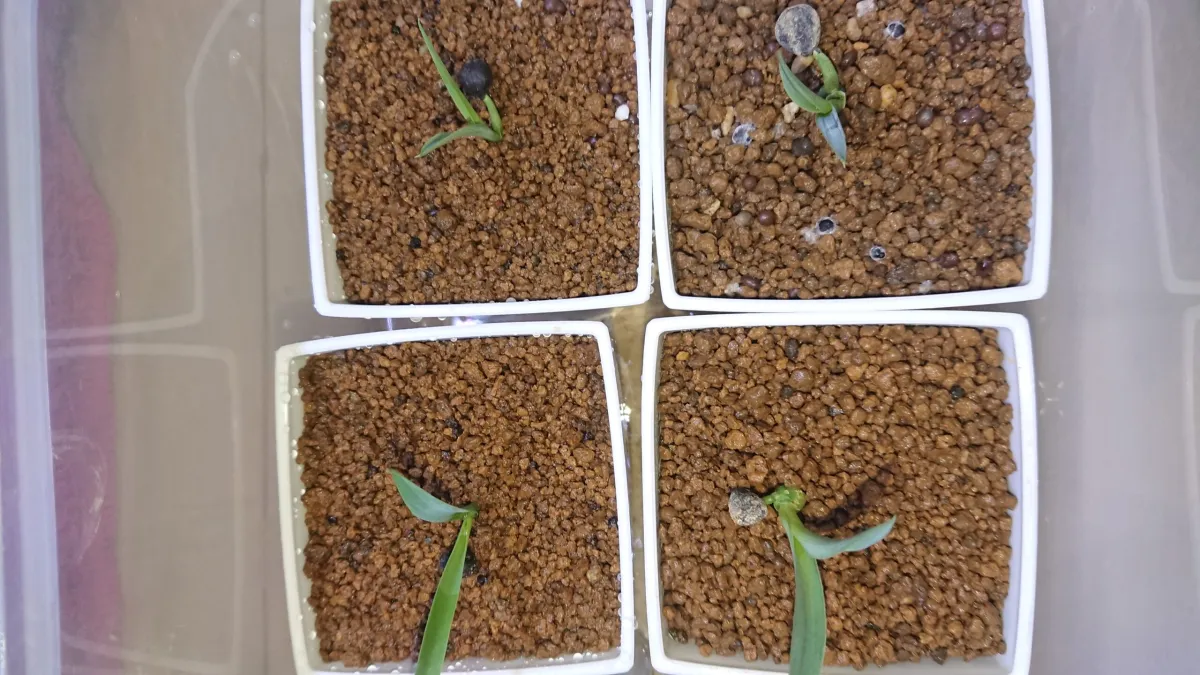 Yucca carnerosana (ユッカ カルネロサーナ)