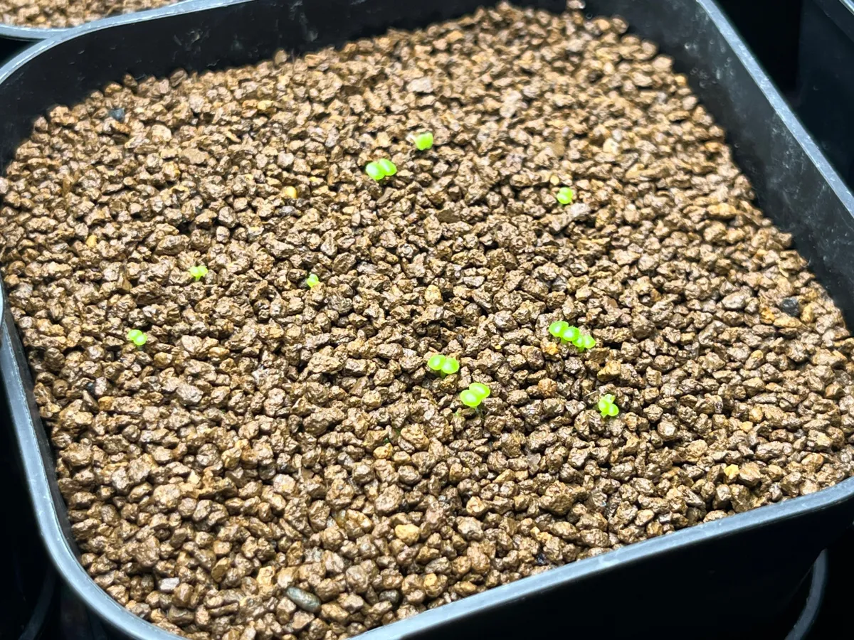 Tylecodon reticulatus subsp. reticulatus (ティレコドン レティクラタス)