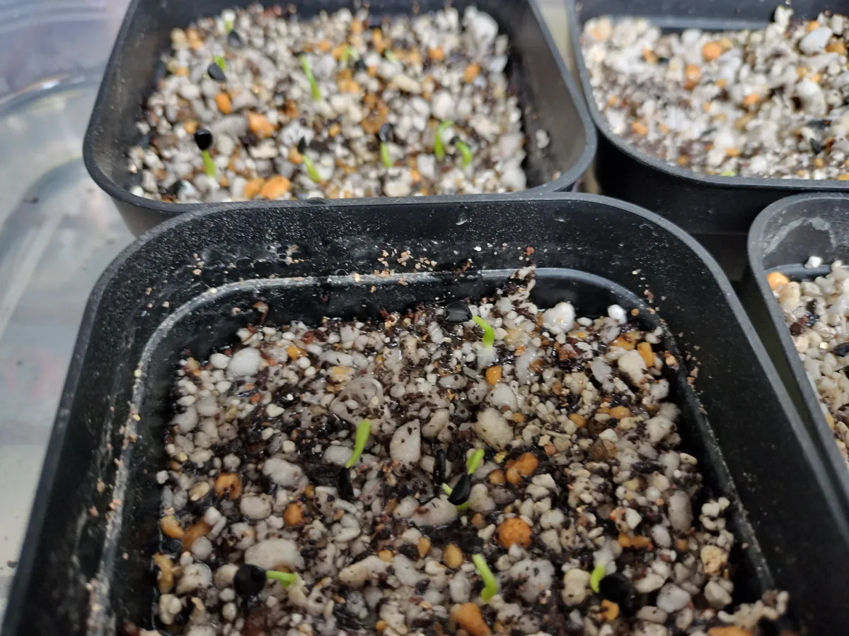 Agave utahensis var. eborispina (アガベ エボリスピナ)