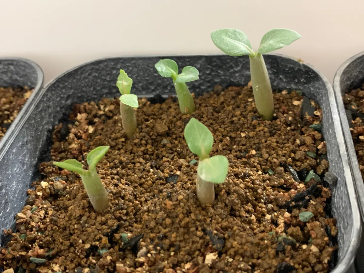 Adenium obesum var. arabicum S1 (アデニウム タイソコトラナムS11)