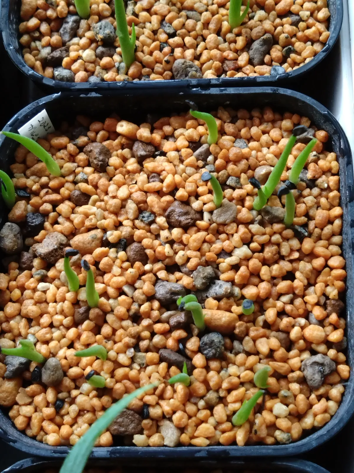 Agave garciae-mendozae (アガベ ガルシアメンドーサ)