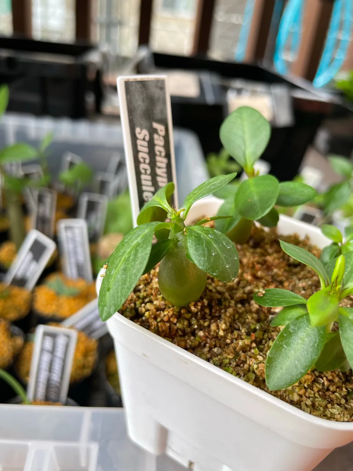 Pachypodium succulentum (パキポディウム サキュレンタム 天馬空)