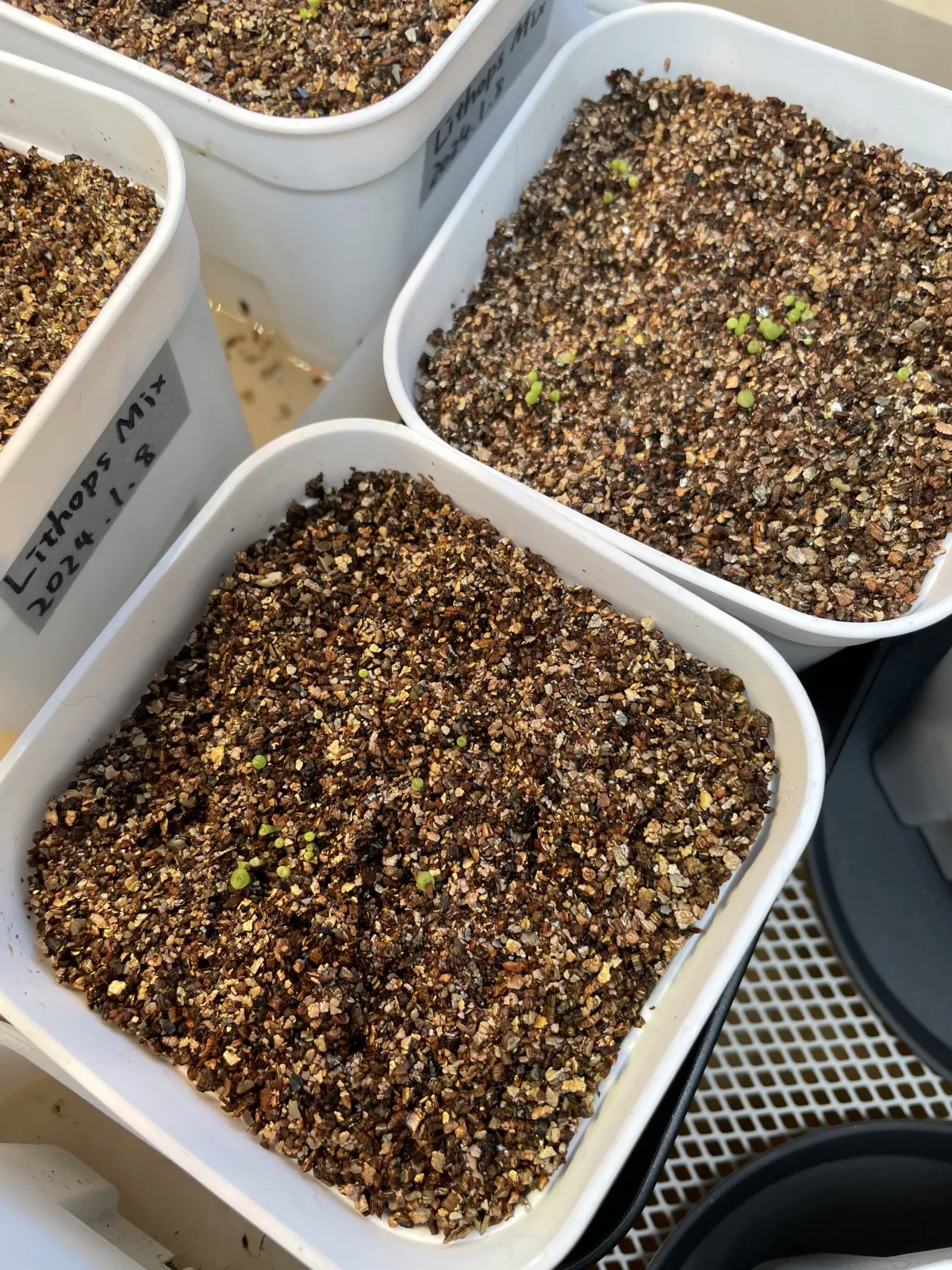 Lithops Mix (リトープス ミックス)