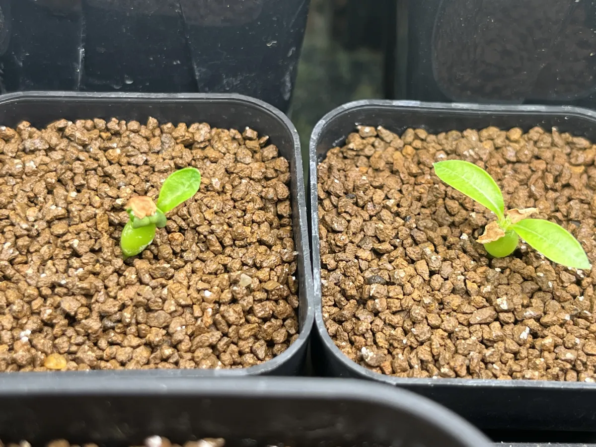 Pachypodium enigmaticum (パキポディウム エニグマチカム)