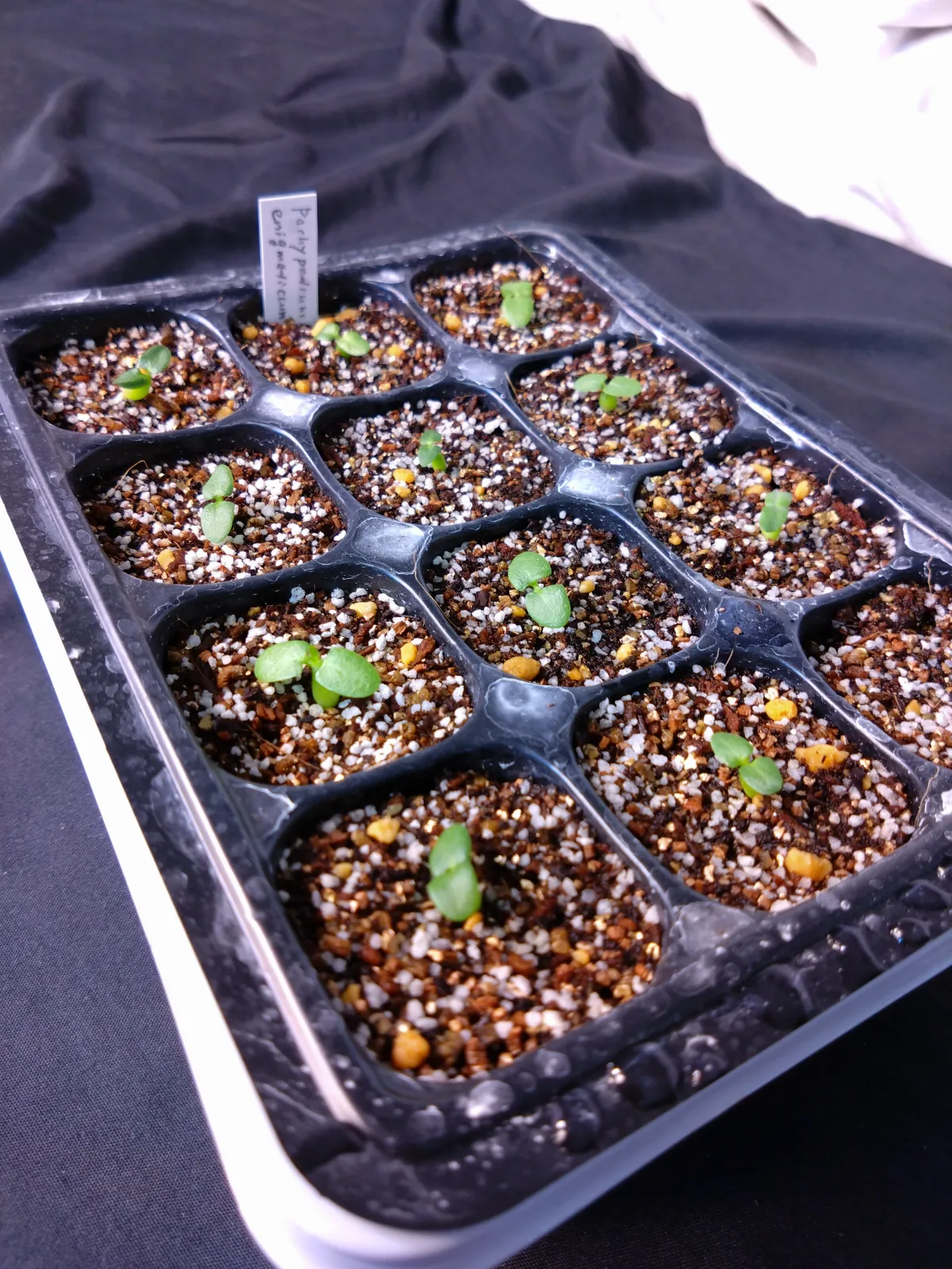 Pachypodium enigmaticum (パキポディウム エニグマチカム)