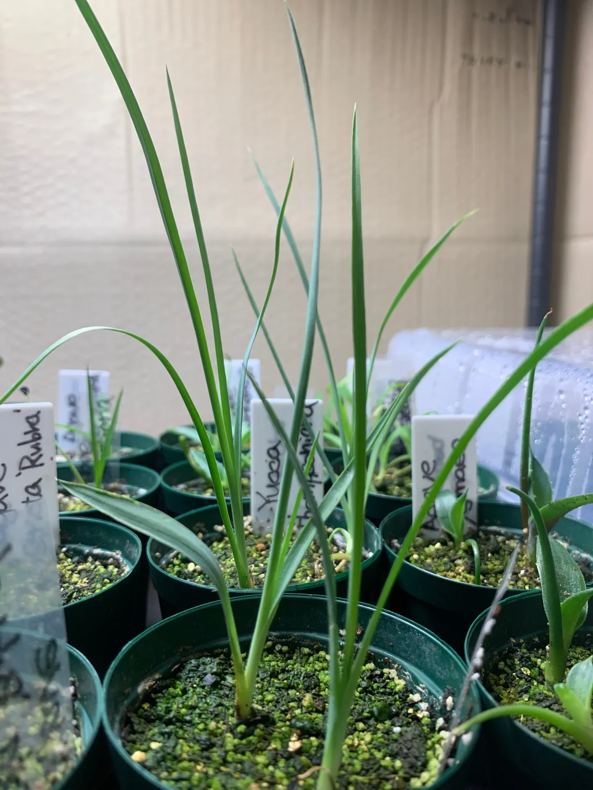 Yucca thompsoniana (ユッカ トンプソニアーナ)