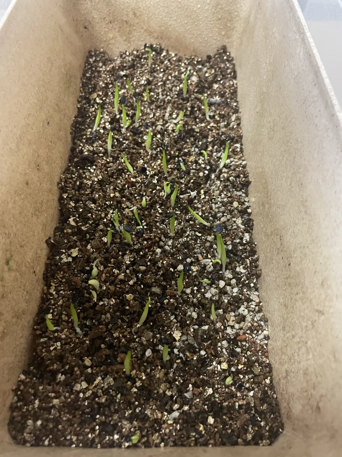 Agave titanota 'Blue' (アガベ チタノタブルー)