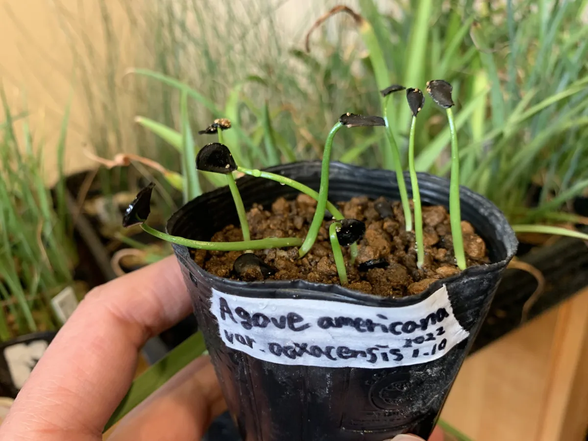 Agave americana var. oaxacensis (アガベ オアハセンシス)