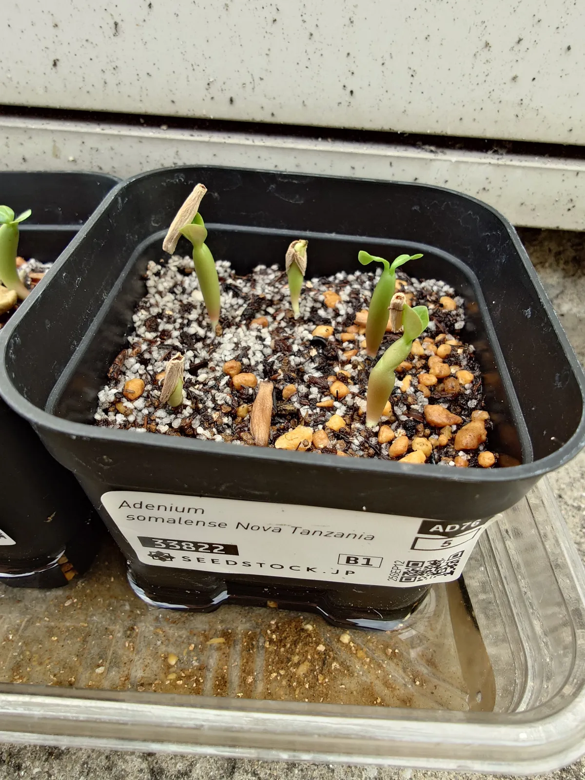 Adenium obesum Nova Tanzania (アデニウム ノヴァ タンザニア)