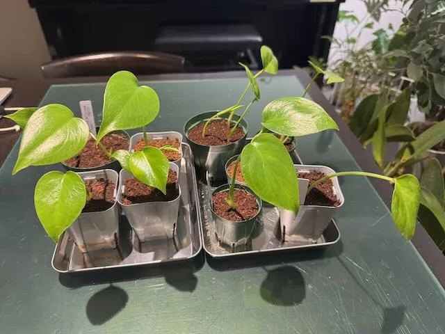 Monstera deliciosa (モンステラ デリシオーサ)