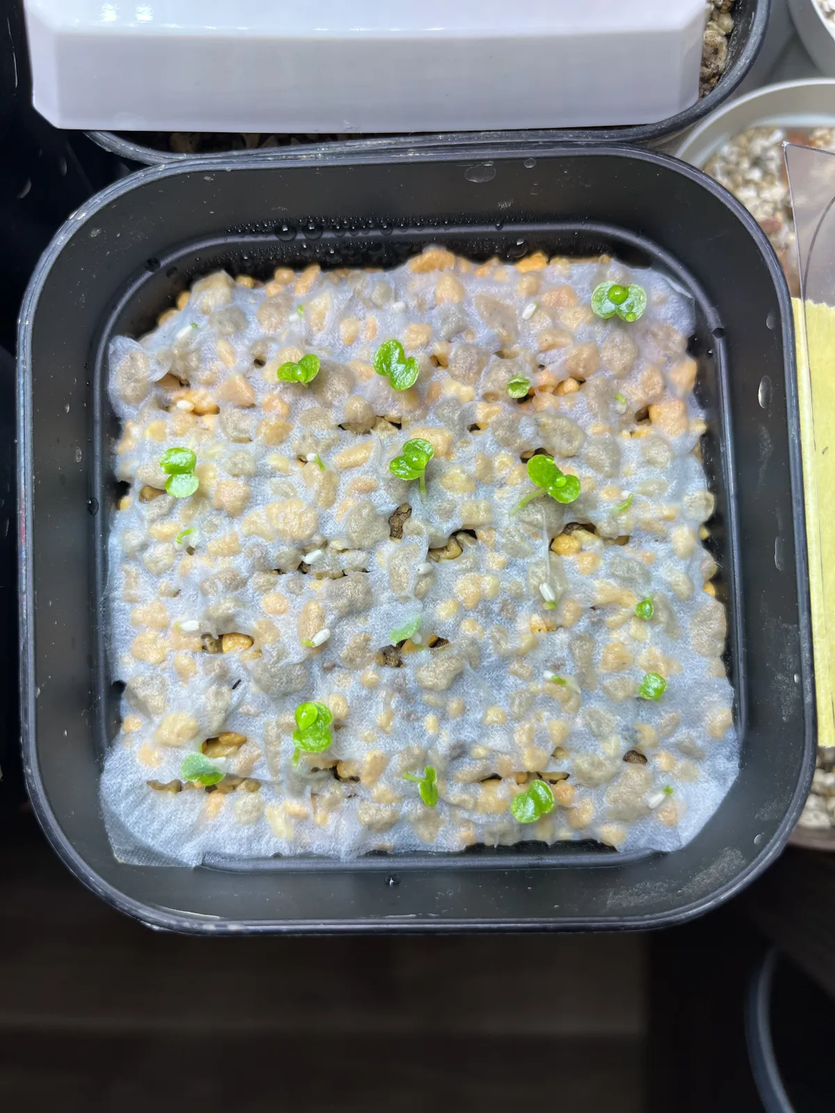 Philodendron bipinnatifidum (フィロデンドロン ビピンナティフィダム)