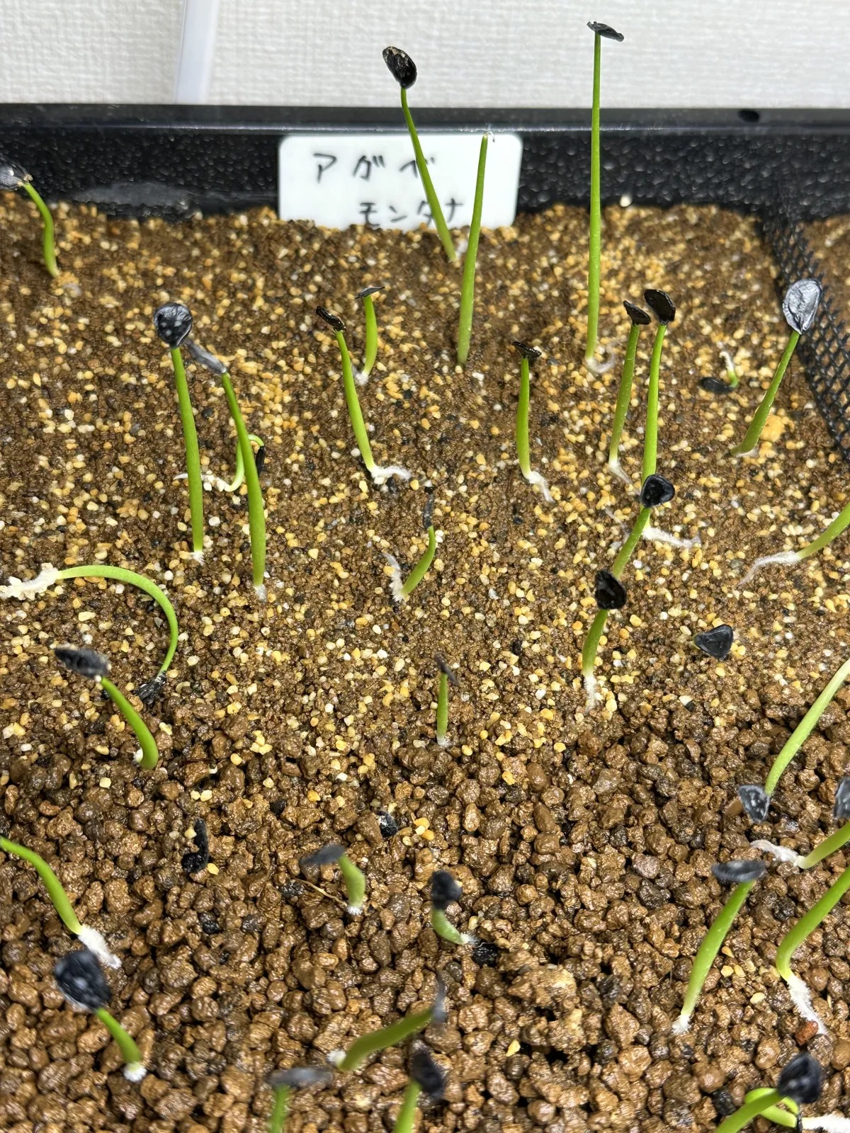 Agave montana (アガベ モンタナ)