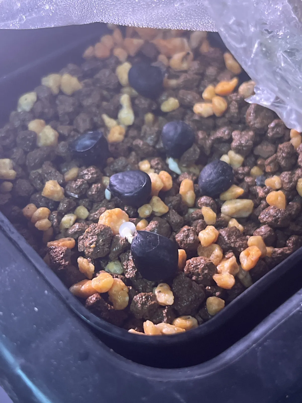 Yucca carnerosana (ユッカ カルネロサーナ)