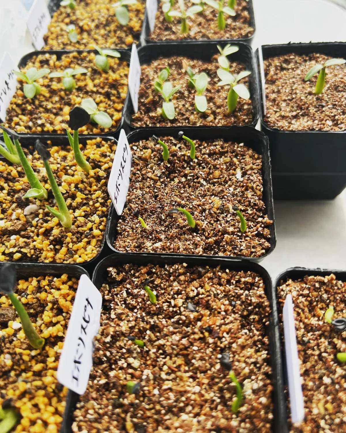 Agave utahensis ssp. utahensis (アガベ ユタエンシス)